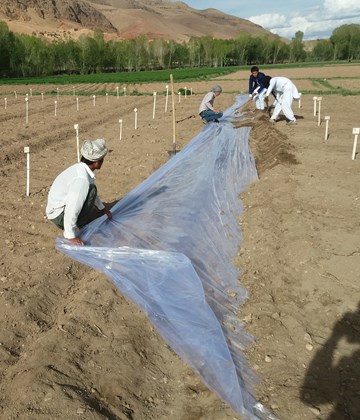 Bean Research Plots Being Established In Yakowlang District Bamyan Aziz Ali Khan